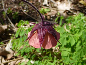 Geum chiloense 'Mrs Bradshaw'